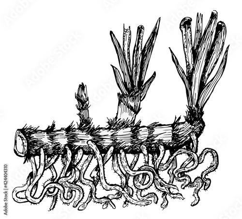 Sweet flag. Botanical vintage drawing of calamus common lyre rootvector hand-drawn plant.