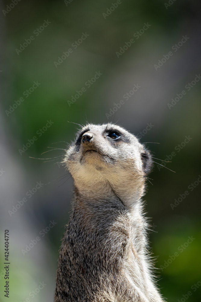 Fototapeta premium Closeup portrait of a Meerkat