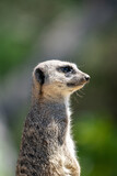 Closeup portrait of a Meerkat