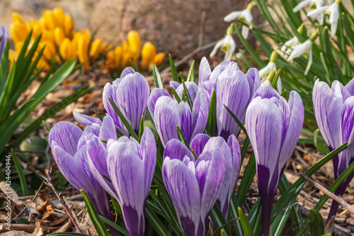 Im Frühling blühen Schneeglöckchen und Krokusse