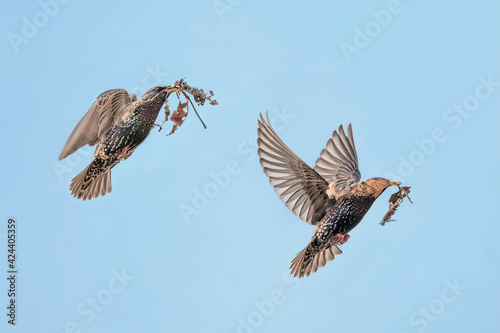 Bilde på lerret Common starling male and female in flight go to build a nest (Sturnus vulgaris)