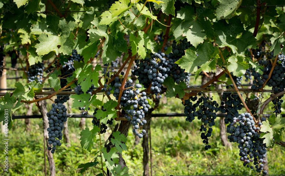 Vineyard. Large bunches of ripe wine grapes hang from old vines in wine region.