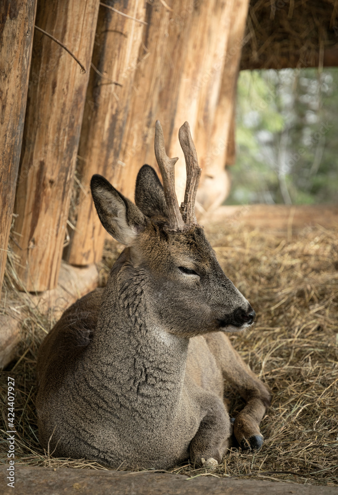 Fototapeta premium Young roe deer sleeping near a rural haystack. Wild animals in natural habitat
