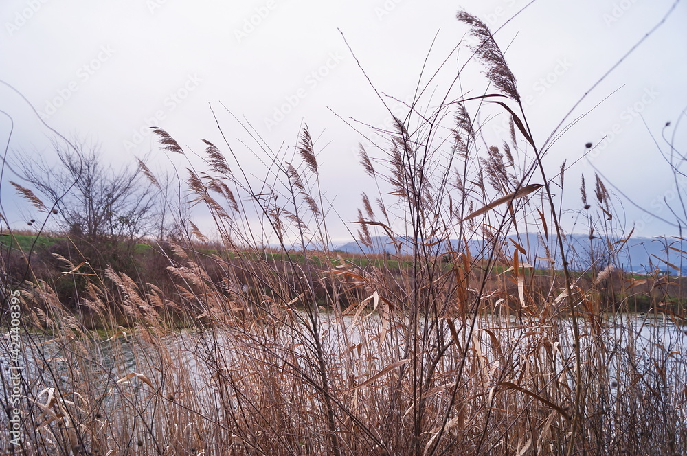 Pond in winter in the Piana park of Sesto Fiorentino, Tuscany, Italy Pond in winter in the Piana park of Sesto Fiorentino, Tuscany, Italy