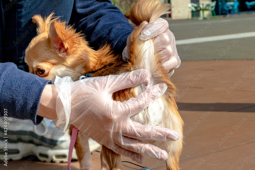 犬の肛門腺絞り Stock Photo Adobe Stock