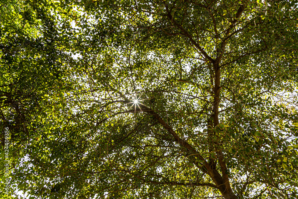 sun star light through tree trunks in the park. sun star light through tree trunks in the park.