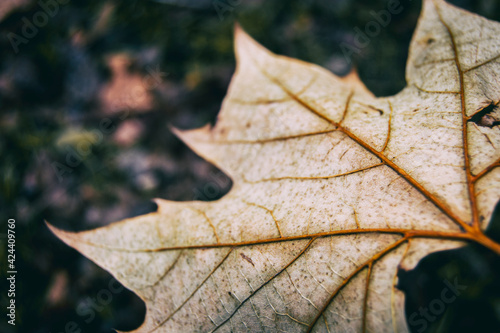 leaf seen from very close where you can see the venation