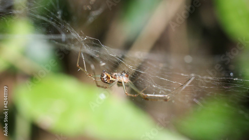 Natural Linyphia Triangularis Spider Macro Photo