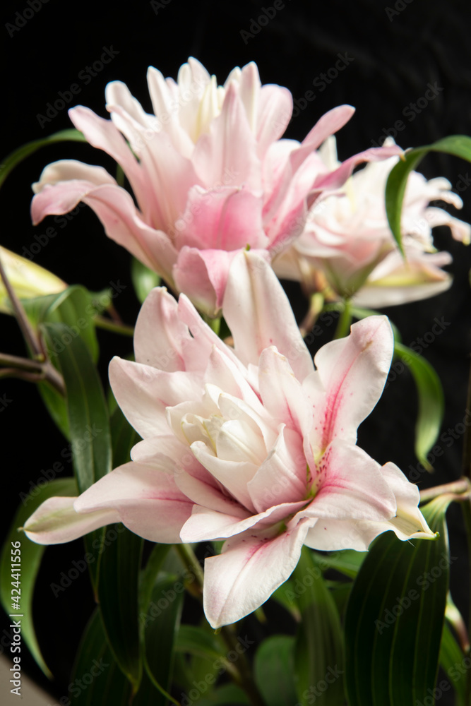Ramo de Flores de Lilium abriendose en primavera en un jarrón rodeada de capullos aun. Bouquet of Lilium Flowers opening in spring in a vase surrounded by buds still. Ramo de Flores de Lilium abriendose en primavera en un jarrón rodeada de capullos aun. Bouquet of Lilium Flowers opening in spring in a vase surrounded by buds still.