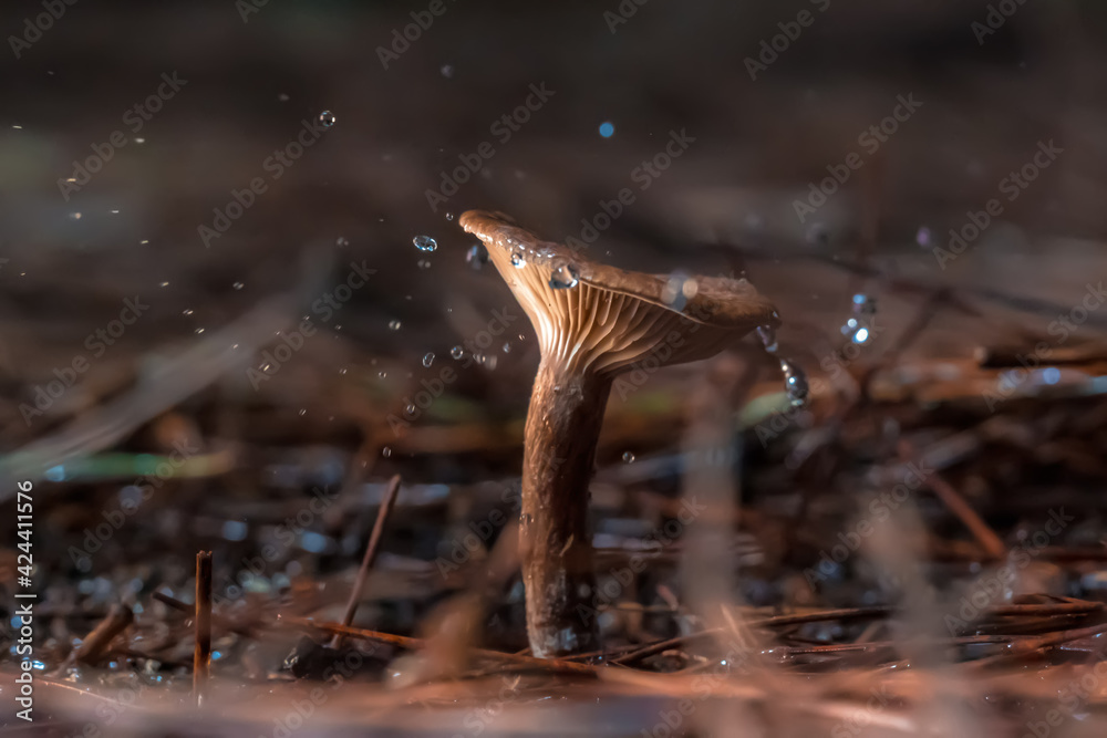 Obraz premium Mushrooms in the forest inclose, toxicant, mushroom, outdoors, vegan, mycelium, botany, vegetable, beautiful, viperous, biology, amanita, danger, mushrooms, macrolepiota, macrolepiota procera the rain