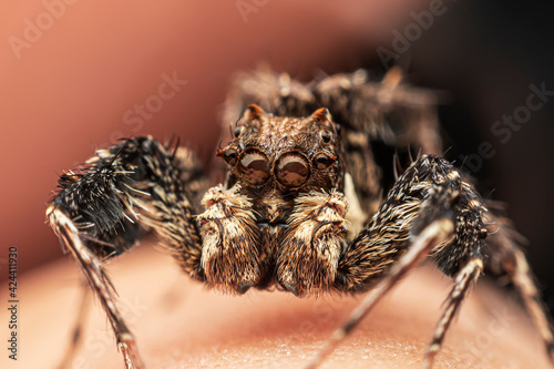 portia labiato jumping spider photo