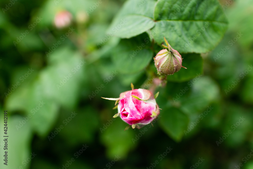 Pink rose bud on a green bush. Copy space. Pink rose bud on a green bush. Copy space.
