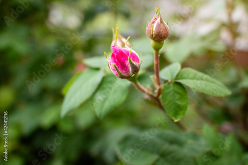 Pink rose bud on a green bush. Copy space.
