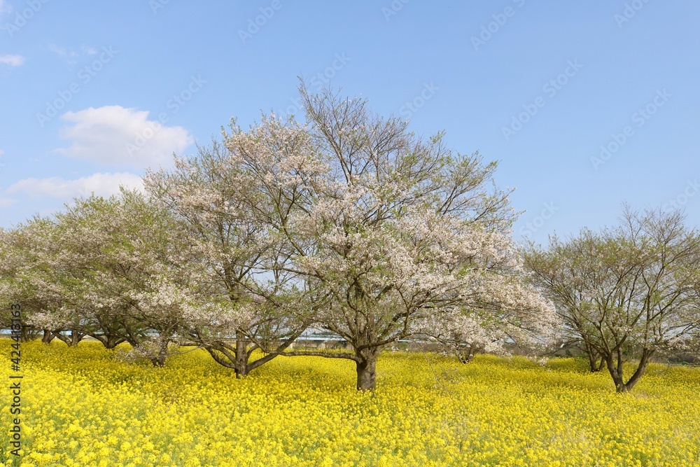 桜 菜の花 河川 風景 桜 菜の花 河川 風景