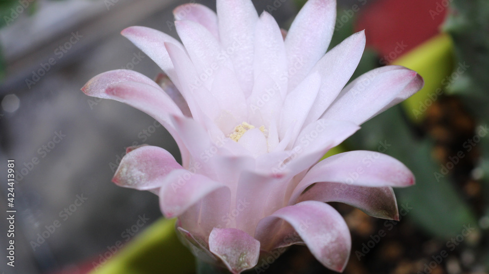 gymnocalycium stenopleurum cactus flower macro gymnocalycium stenopleurum cactus flower macro