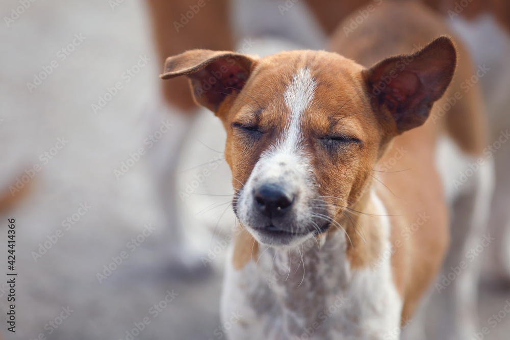 Portrait of Indian street dog posing to camera	