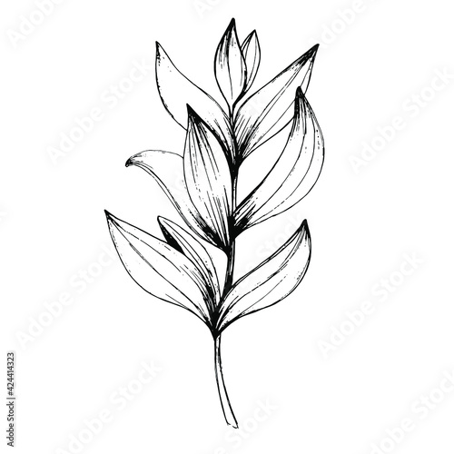 Tropical leaves from different angles, home green plants, palm tree. manual graphics. Botanical flower, pencil, floral element for textile decoration and wallpaper. isolated stock graphics