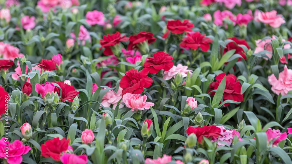 Dianthus caryophyllus. Flowers for parks, gardens balconies