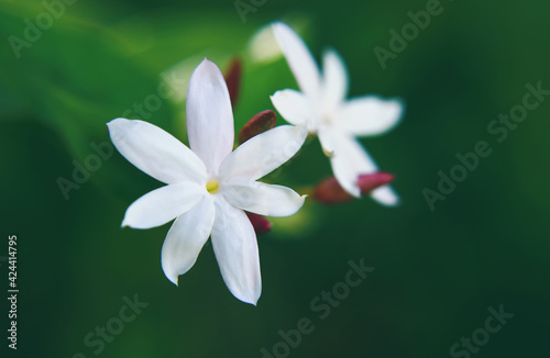 Jasmine (Jasminum azoricum) flower in garden 