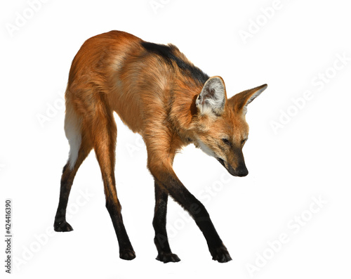 Maned wolf (Chrysocyon brachyurus) on white background