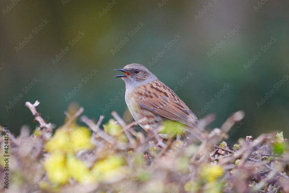 dunnock with open beak while singing on a hedge dunnock with open beak while singing on a hedge