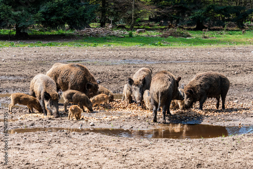 Der Erlebnis Wald Trappenkamp bietet auf mehr als 100 Hektar Wildgehege und Erlebnispfade ein einmaliges Naturerlebnis, hier eine Rotte Wildschweine photo