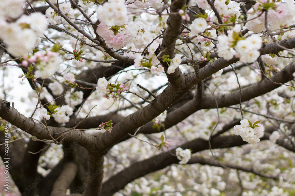 sakura
