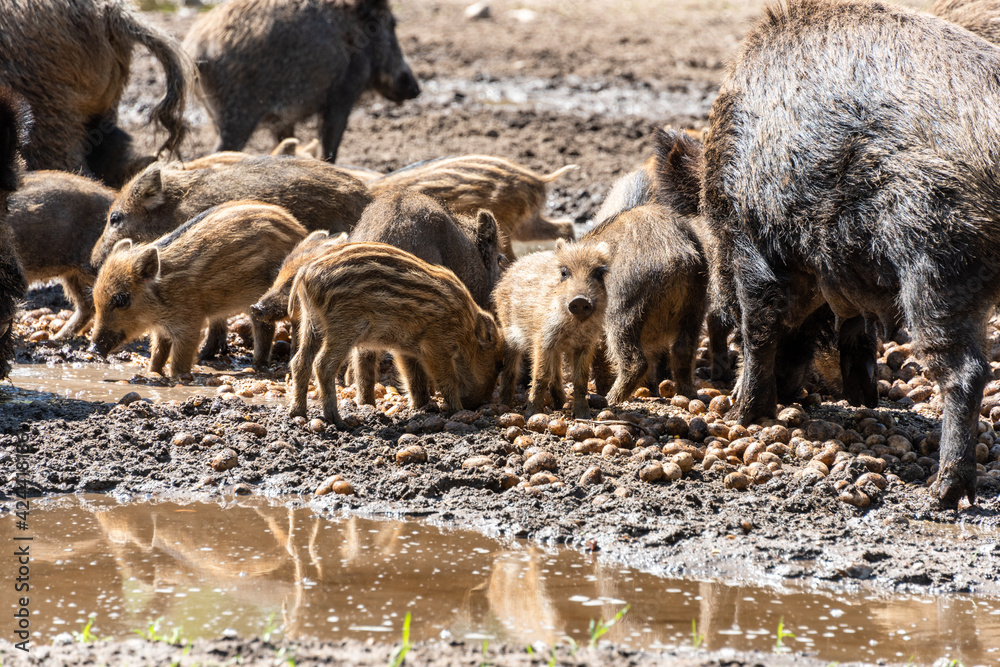 Der Erlebnis Wald Trappenkamp bietet auf mehr als 100 Hektar Wildgehege und Erlebnispfade ein einmaliges Naturerlebnis, hier eine Rotte Wildschweine