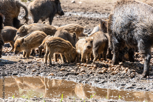 Der Erlebnis Wald Trappenkamp bietet auf mehr als 100 Hektar Wildgehege und Erlebnispfade ein einmaliges Naturerlebnis, hier eine Rotte Wildschweine photo