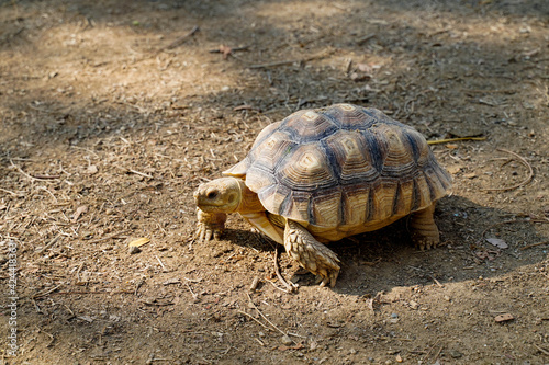 Sunshine to Giant Sulcata Tortoise waliking on sand in the zoo.