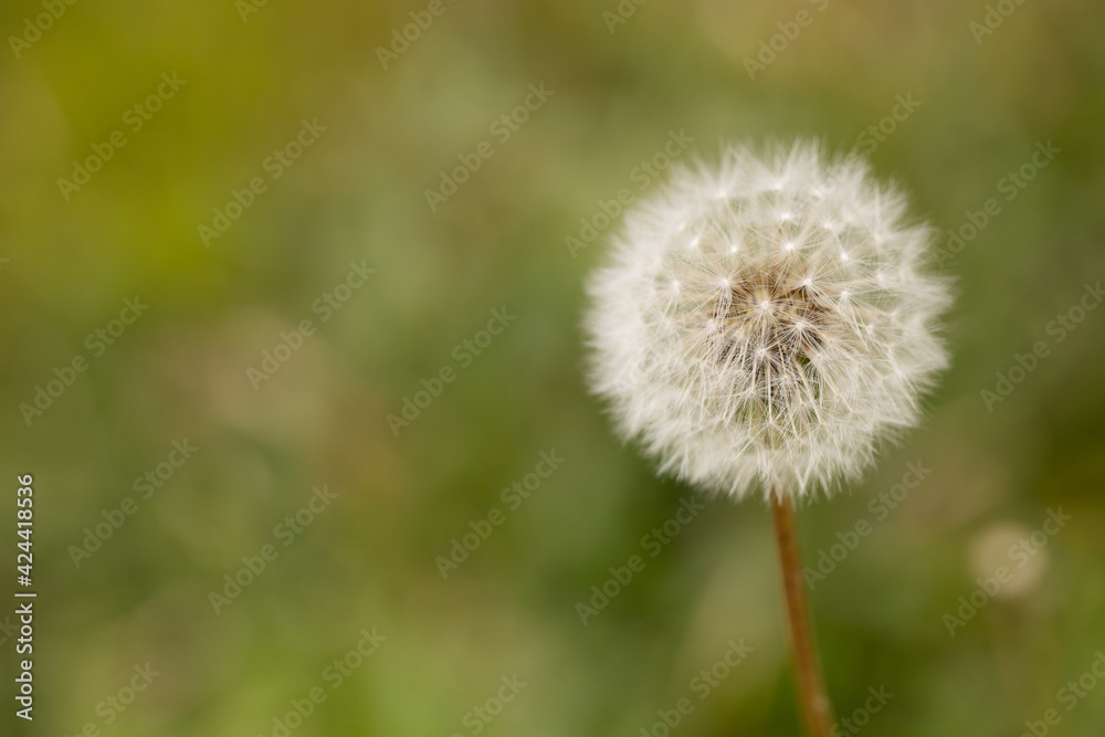 macro close up with selective focus Dandelion seed (Taraxacum officinale) macro close up with selective focus Dandelion seed (Taraxacum officinale)