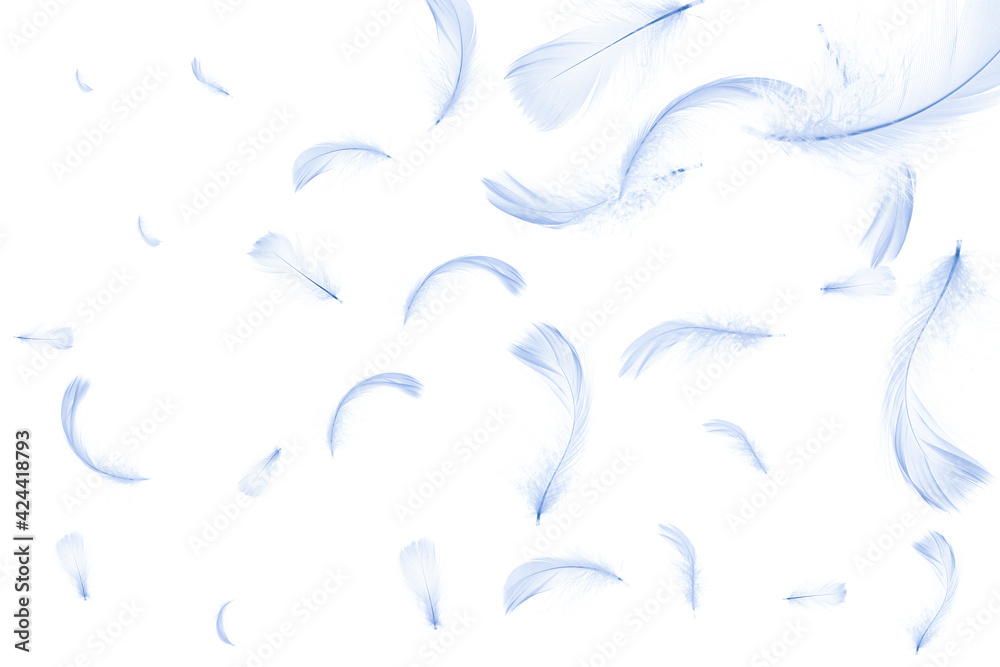 Fototapeta premium Feather isolated. Abstract bird feather texture closeup falling on white background in pattern photography. Concept of sensitivity responsiveness to nature.