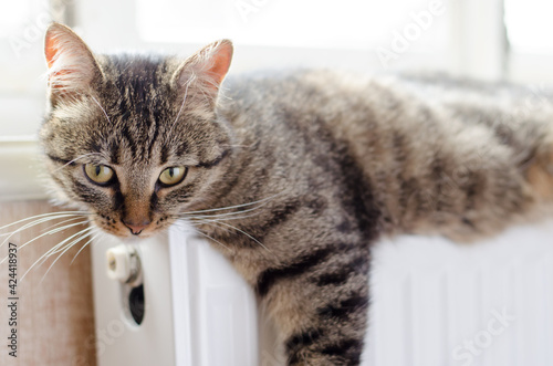 A well-groomed domestic cat lies on the radiator by the window. The concept of warmth and comfort in the house