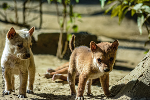 red fox cub