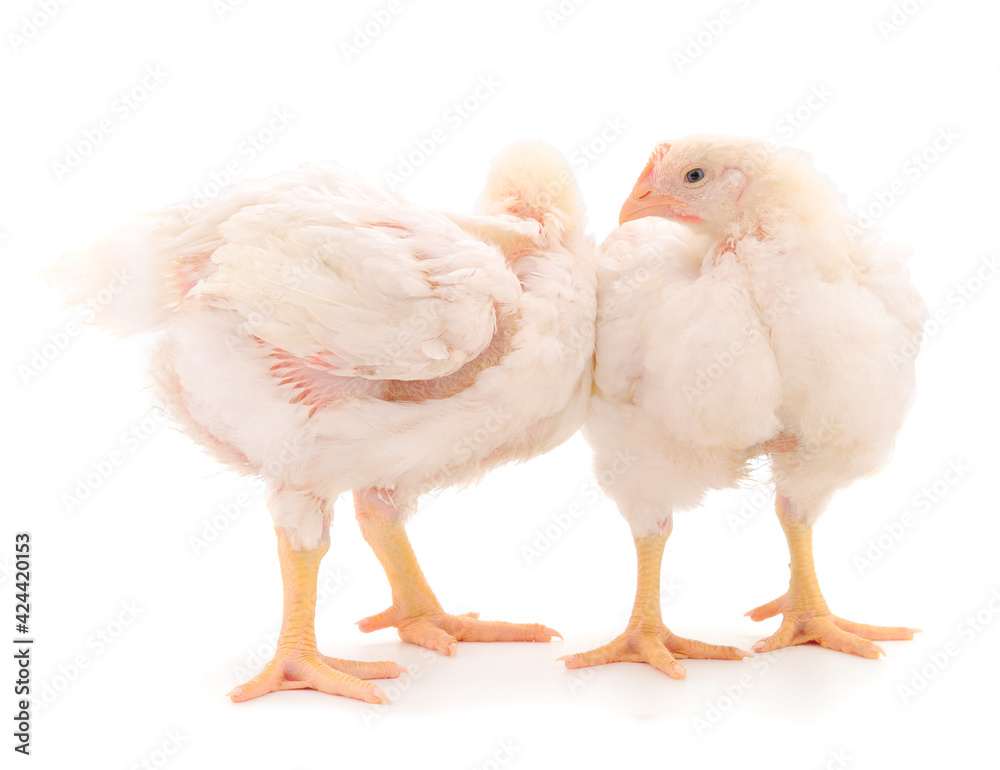 Two chicken or young broiler chickens.