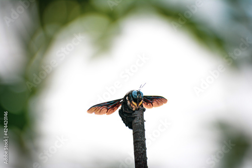 dragonfly on a branch