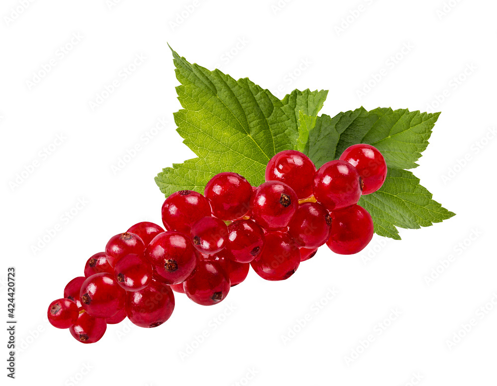 Red currant isolated on white background with clipping path Red currant isolated on white background with clipping path