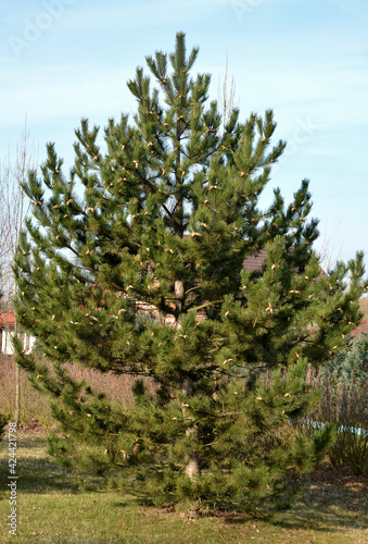 It bears dark green, slightly shiny, stiff and very long needles of a richly branched, symmetrical tree. is an ideal windbreak as well as a beautiful solitaire in a larger garden. photo