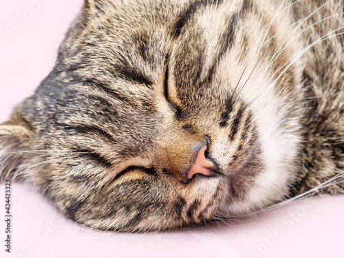 The European Shorthair cat sleeps on a magenta fabric.