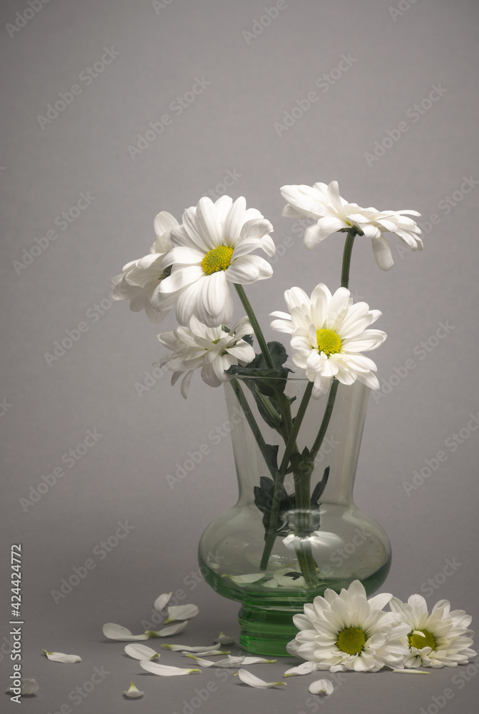chamomile in a glass vase on a gray background chamomile in a glass vase on a gray background