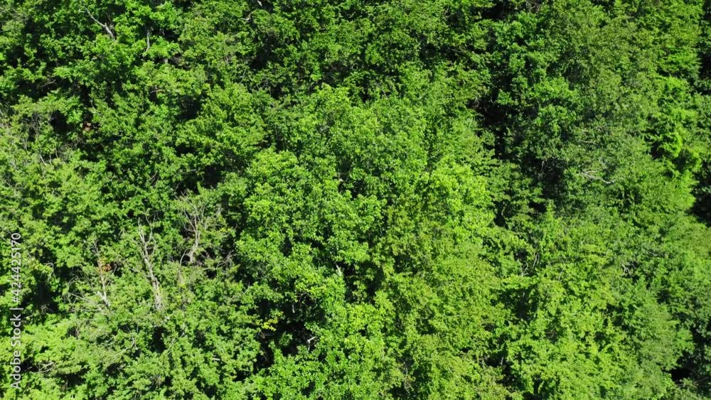 Aerial view of the forest of Quercus petraea, commonly known as the sessile oak, Cornish oak, Irish Oak or durmast oak Aerial view of the forest of Quercus petraea, commonly known as the sessile oak, Cornish oak, Irish Oak or durmast oak