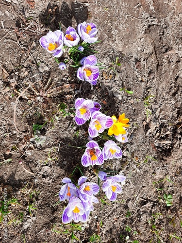 Spring flowers crocuses with purple petals