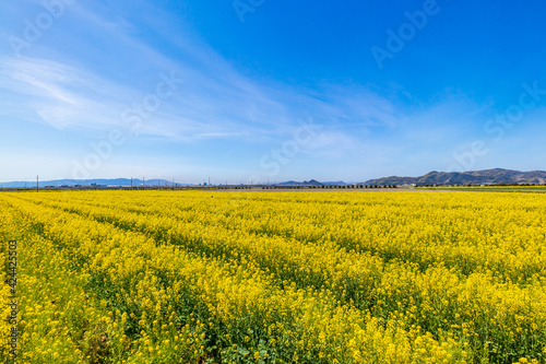Obraz na płótnie 菜の花畑 w salonie