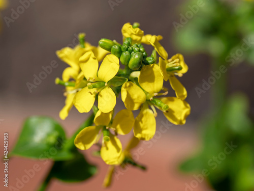 Yellow flowers on a choy sum plant gone to seed