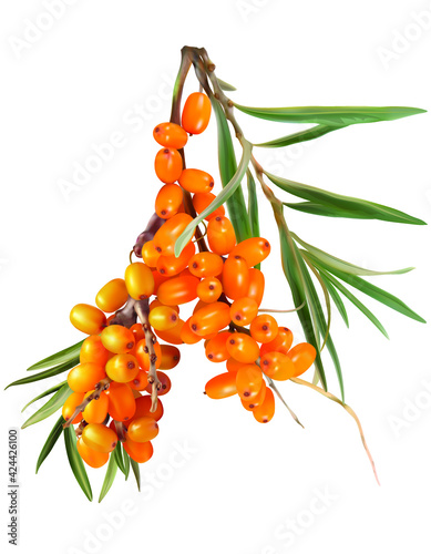 branch of ripe sea-buckthorn berries with leaves isolated on white background