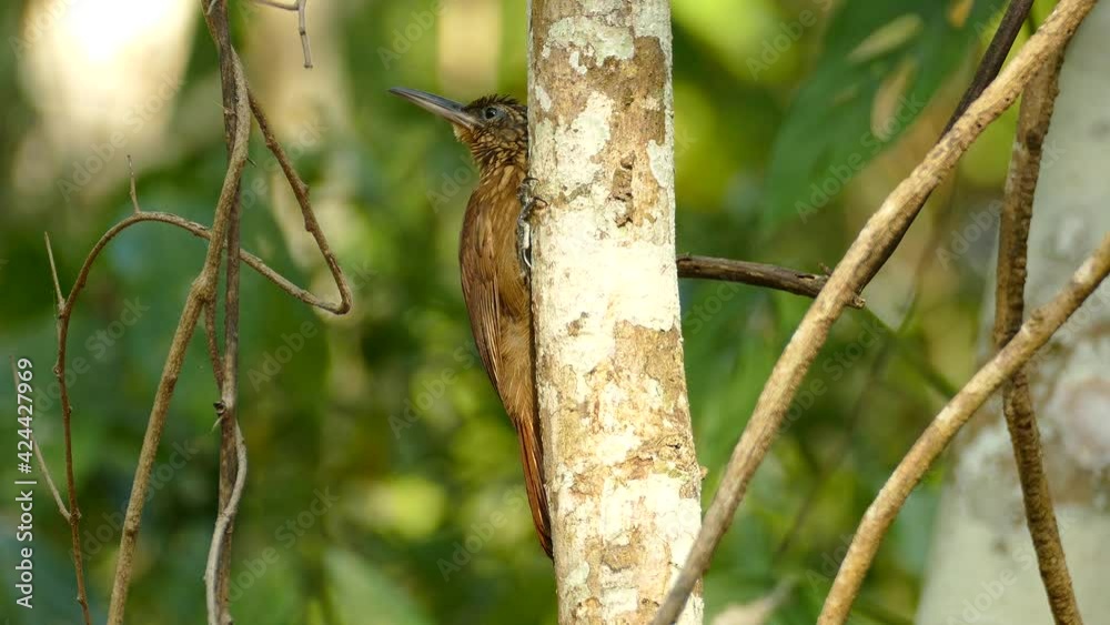 Bird with long beak on tree trunk. Close up Bird with long beak on tree trunk. Close up