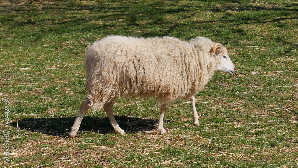 Obraz premium Schaf