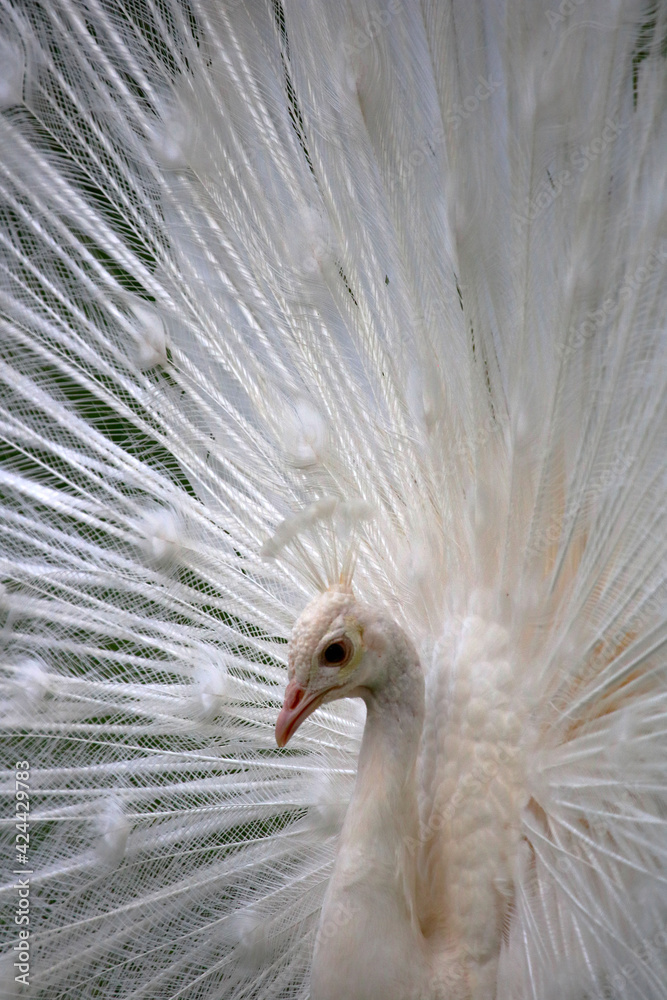 Obraz premium Weißer Pfau
