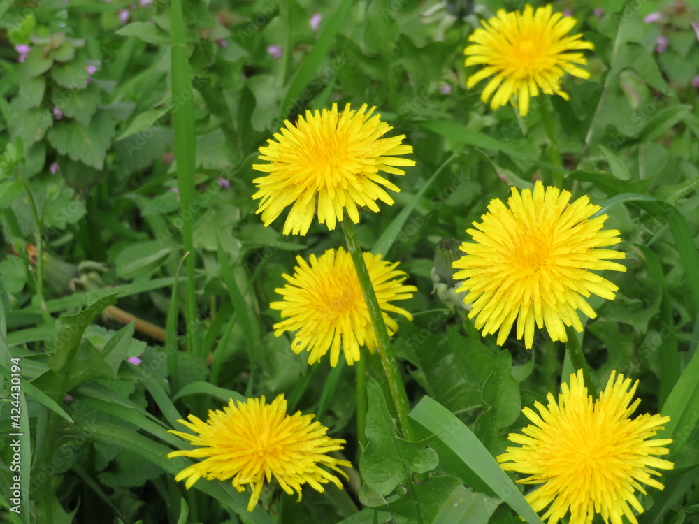 beautiful flowers of natural colors spring pollen aroma beautiful flowers of natural colors spring pollen aroma