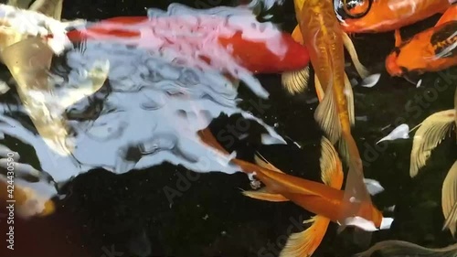 Beautiful colored fish are playing cheerfully.